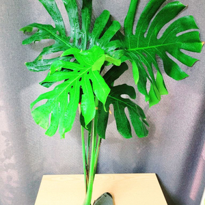 대형 몬스테라 수경재배 100cm / 공기정화식물