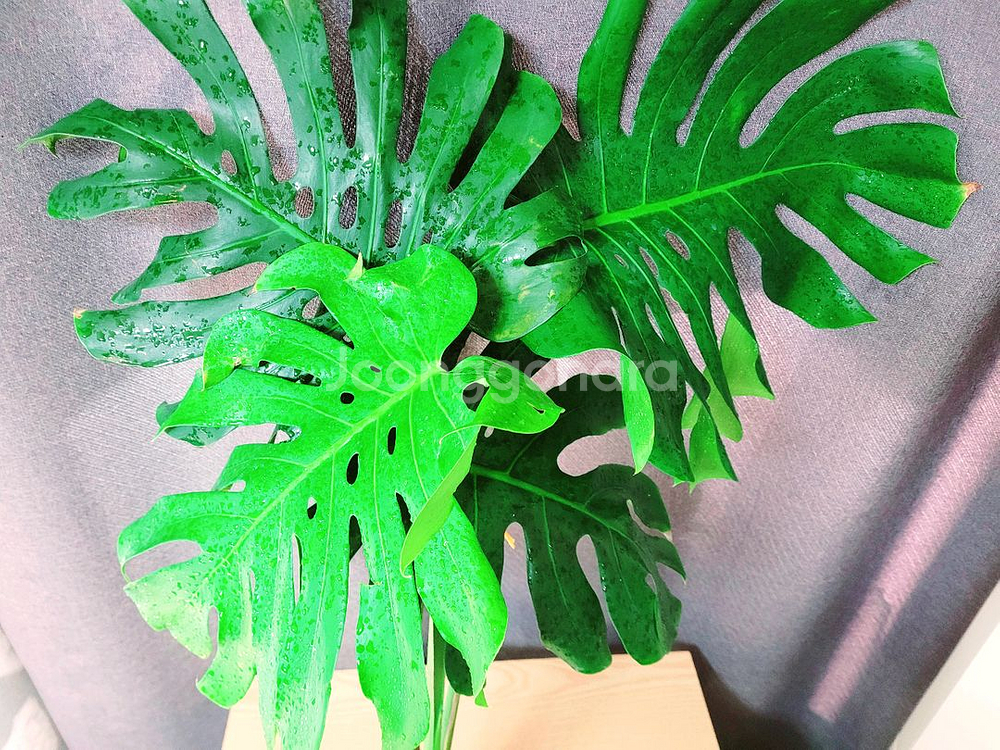 대형 몬스테라 수경재배 100cm / 공기정화식물--1