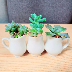 미니다육 성미인&오팔리나&라울 세트 / 마이크로 다육이