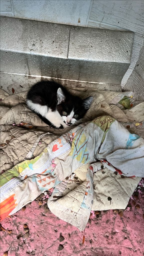 새끼고양이 분양--0