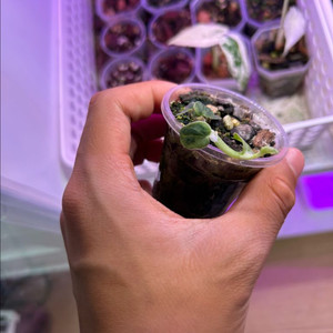 라피도포라 하이이 민트 (몬스테라 x)