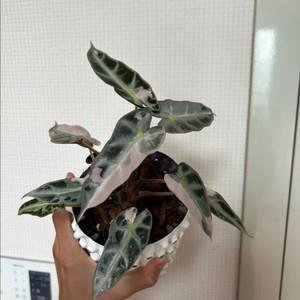 알로카시아 밤비노 바리에가타