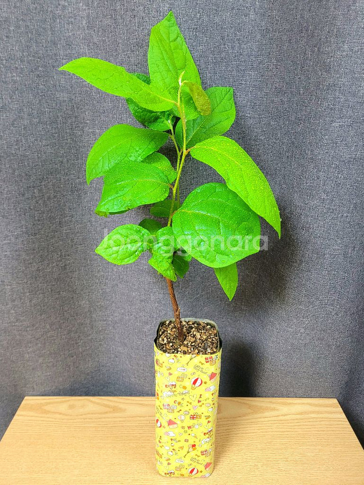대봉 감나무 80cm / 공기정화 식물 / 반려 식물--0