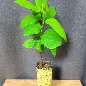 대봉 감나무 80cm / 공기정화 식물 / 반려 식물