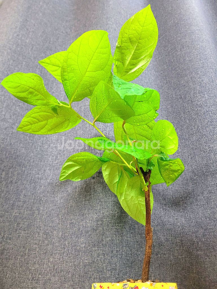 대봉 감나무 80cm / 공기정화 식물 / 반려 식물--5