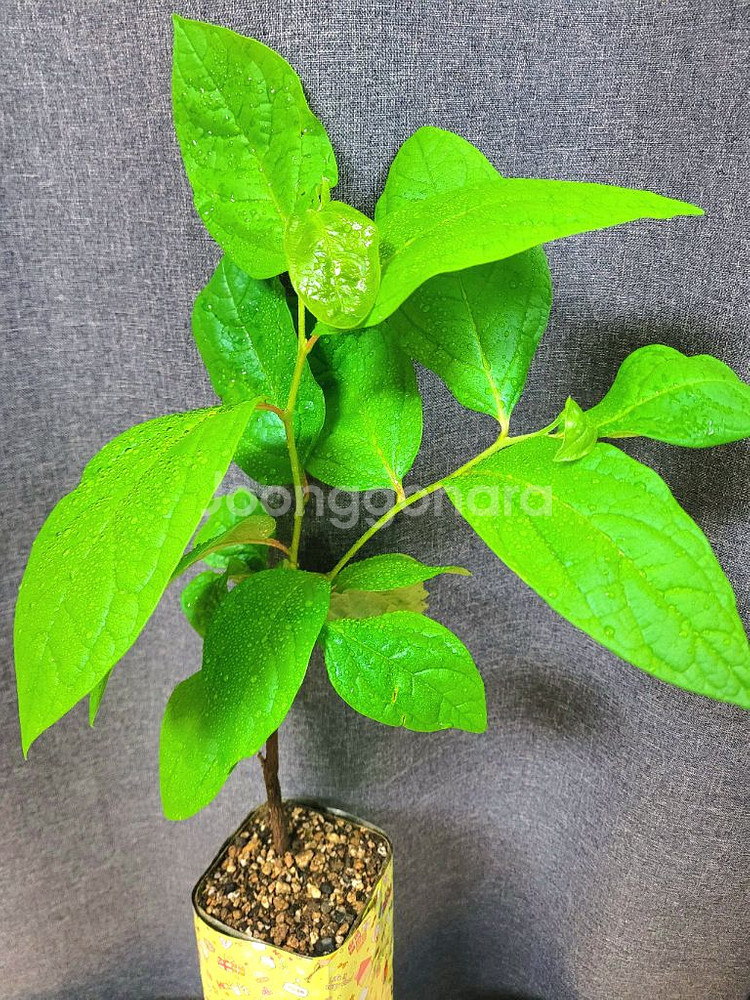 대봉 감나무 80cm / 공기정화 식물 / 반려 식물--6