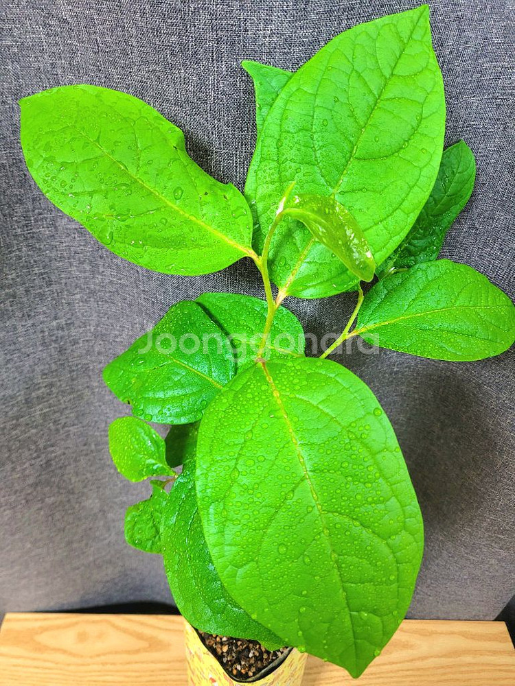 대봉 감나무 80cm / 공기정화 식물 / 반려 식물--4