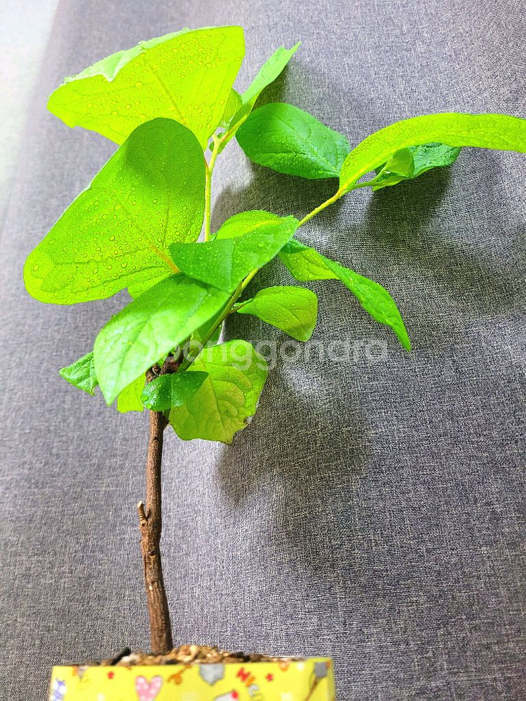 대봉 감나무 80cm / 공기정화 식물 / 반려 식물--3