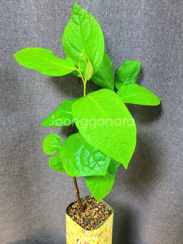 대봉 감나무 80cm / 공기정화 식물 / 반려 식물--2