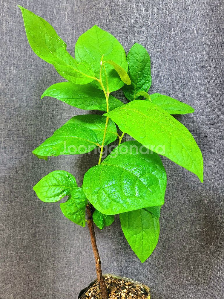 대봉 감나무 80cm / 공기정화 식물 / 반려 식물--8