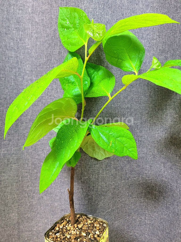 대봉 감나무 80cm / 공기정화 식물 / 반려 식물--7