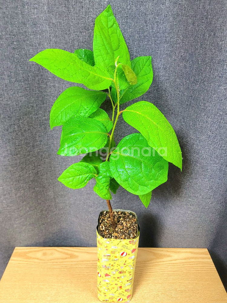 대봉 감나무 80cm / 공기정화 식물 / 반려 식물--1