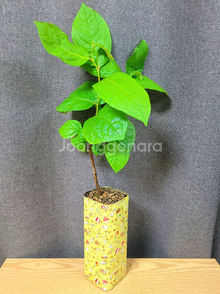 대봉 감나무 80cm / 공기정화 식물 / 반려 식물--9