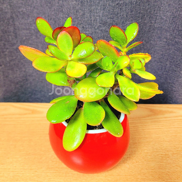 다육 염좌 돈나무 / 다육이 / 공기정화 반려 식물--1