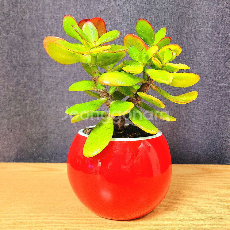 다육 염좌 돈나무 / 다육이 / 공기정화 반려 식물--0