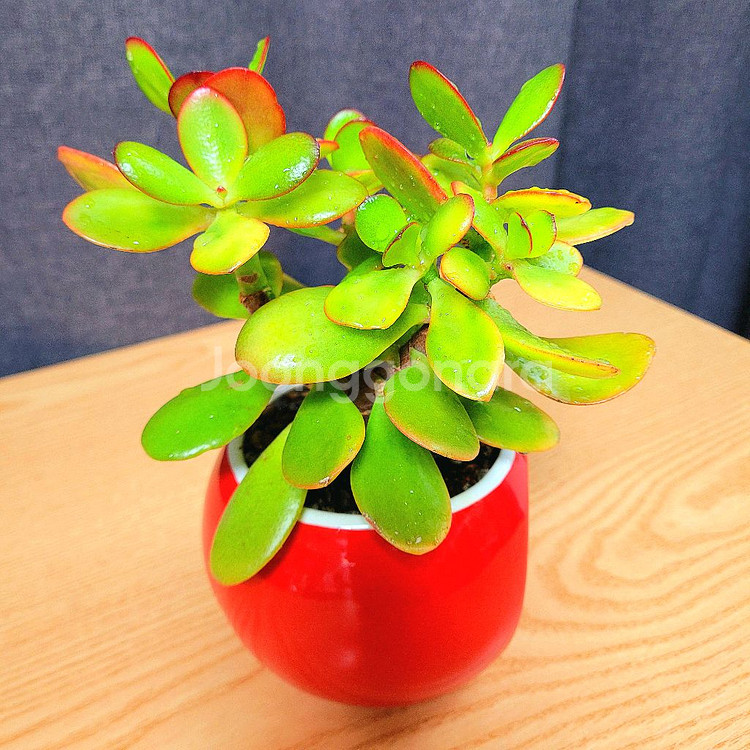 다육 염좌 돈나무 / 다육이 / 공기정화 반려 식물--4