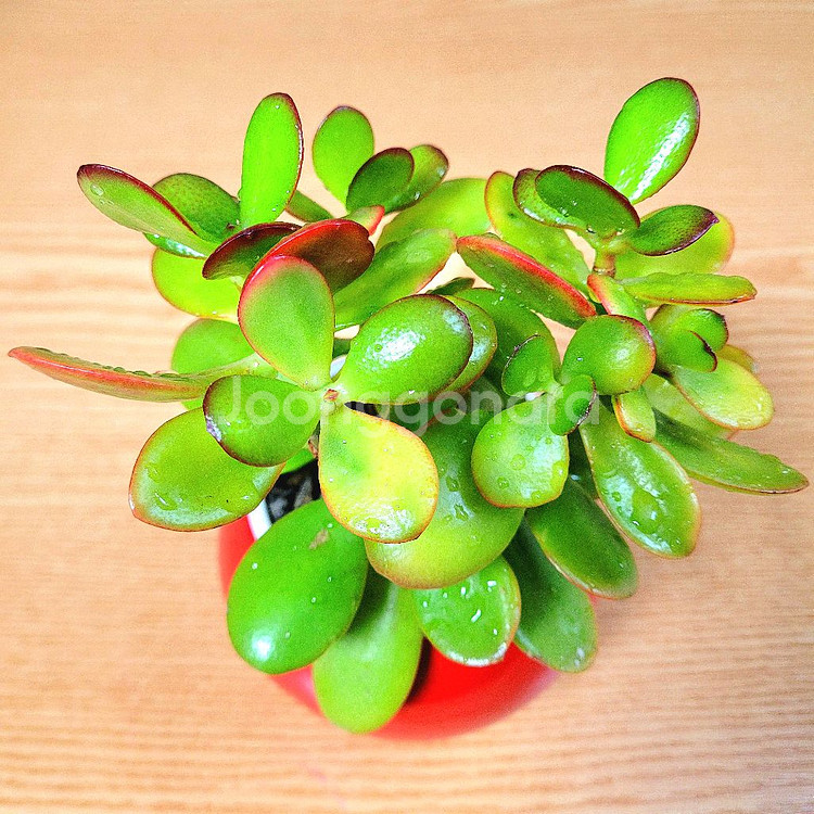 다육 염좌 돈나무 / 다육이 / 공기정화 반려 식물--3