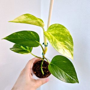 하와이안 스킨답서스 / 대왕스킨답서스