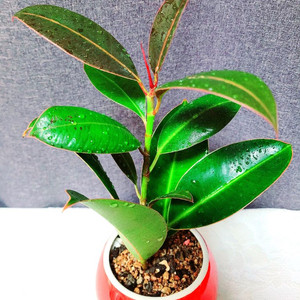 멜라닌고무나무 / 공기정화 식물 / 반려 식물