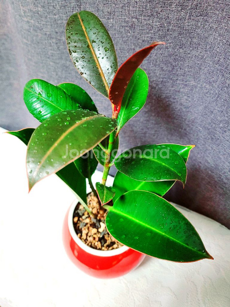 멜라닌고무나무 / 공기정화 식물 / 반려 식물--1