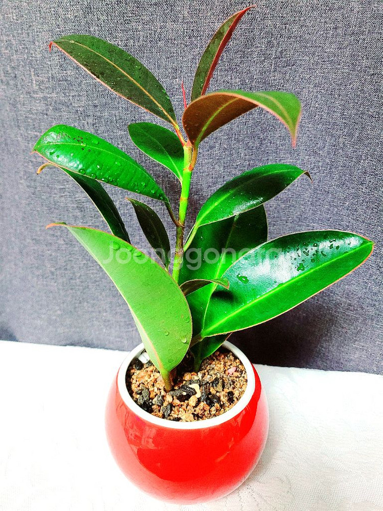 멜라닌고무나무 / 공기정화 식물 / 반려 식물--2