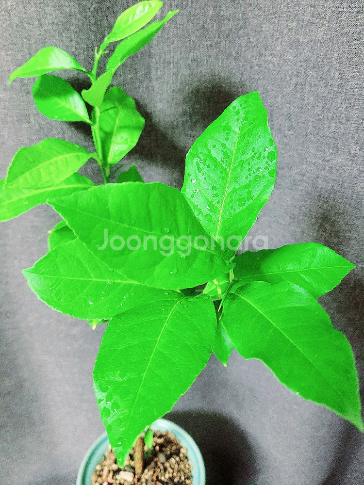 자몽나무 90cm / 공기정화 식물 / 반려 식물--0