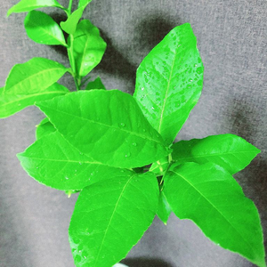 자몽나무 90cm / 공기정화 식물 / 반려 식물