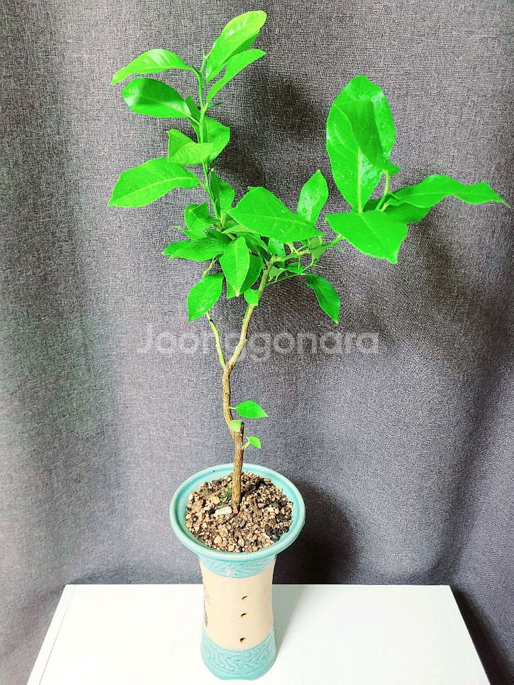 자몽나무 90cm / 공기정화 식물 / 반려 식물--2