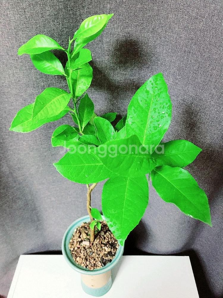 자몽나무 90cm / 공기정화 식물 / 반려 식물--1