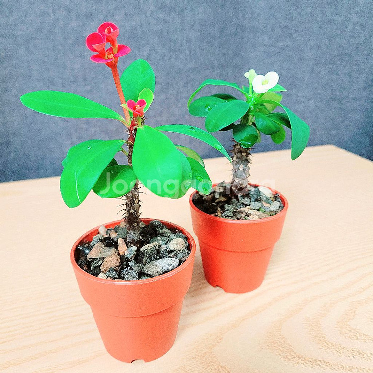 미니 꽃기린 2개 세트 / 힌색+빨강 / 공기정화 식물--2