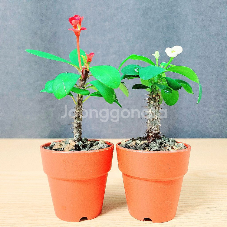 미니 꽃기린 2개 세트 / 힌색+빨강 / 공기정화 식물--4