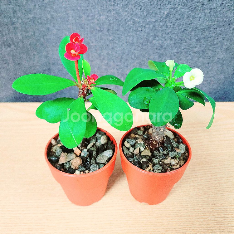 미니 꽃기린 2개 세트 / 힌색+빨강 / 공기정화 식물--1