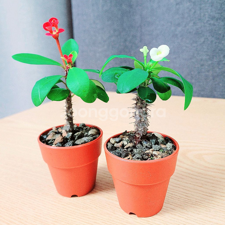 미니 꽃기린 2개 세트 / 힌색+빨강 / 공기정화 식물--3