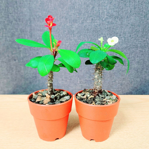 미니 꽃기린 2개 세트 / 힌색+빨강 / 공기정화 식물