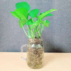 스킨답서스 : 투명유리화분 / 공기정화식물 / 반려식물