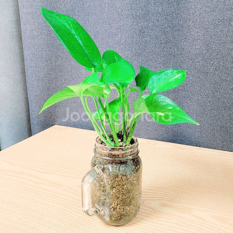 스킨답서스 : 투명유리화분 / 공기정화식물 / 반려식물--3