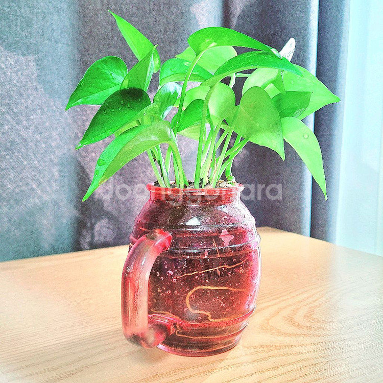 스킨답서스 : 핑크유리화분 / 공기정화식물 / 반려식물--0