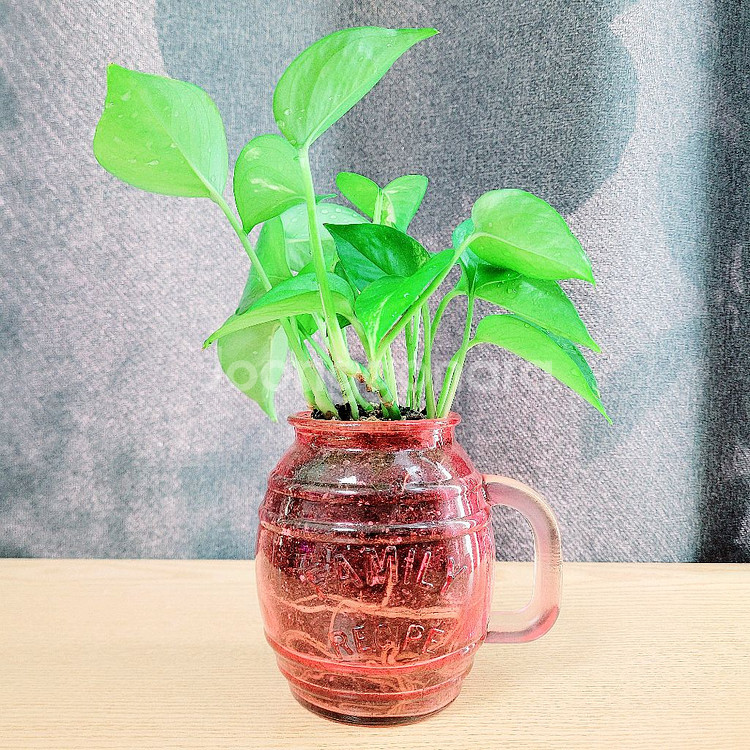 스킨답서스 : 핑크유리화분 / 공기정화식물 / 반려식물--2