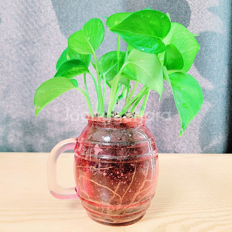 스킨답서스 : 핑크유리화분 / 공기정화식물 / 반려식물--6