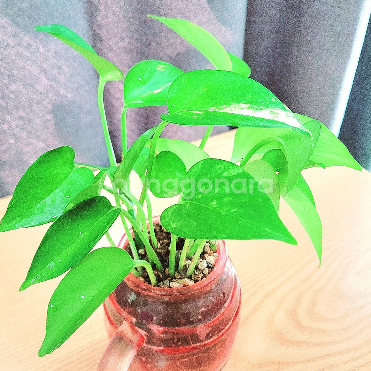 스킨답서스 : 핑크유리화분 / 공기정화식물 / 반려식물--4