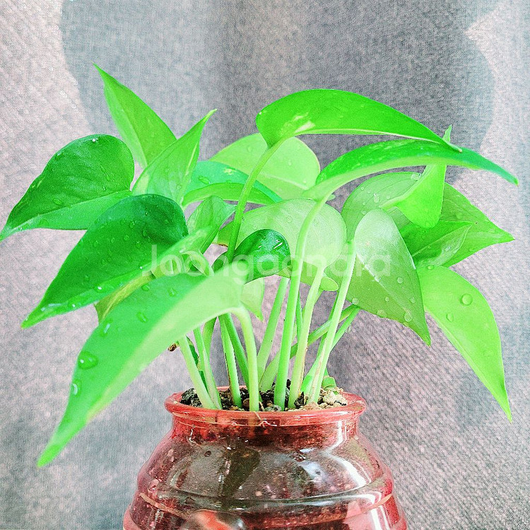 스킨답서스 : 핑크유리화분 / 공기정화식물 / 반려식물--3