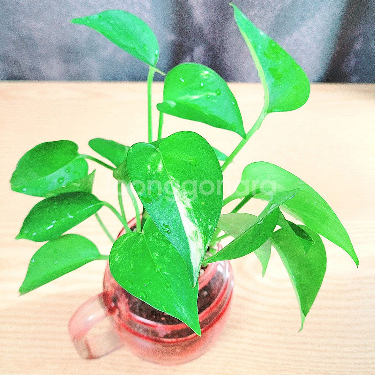 스킨답서스 : 핑크유리화분 / 공기정화식물 / 반려식물--5