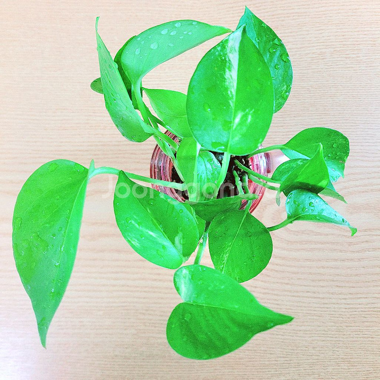 스킨답서스 : 핑크유리화분 / 공기정화식물 / 반려식물--9