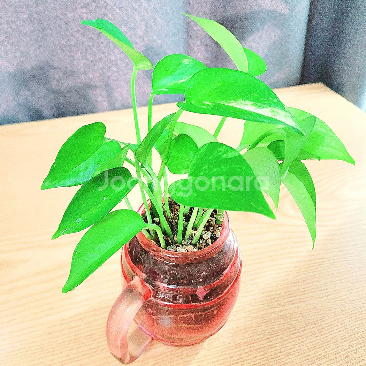 스킨답서스 : 핑크유리화분 / 공기정화식물 / 반려식물--8