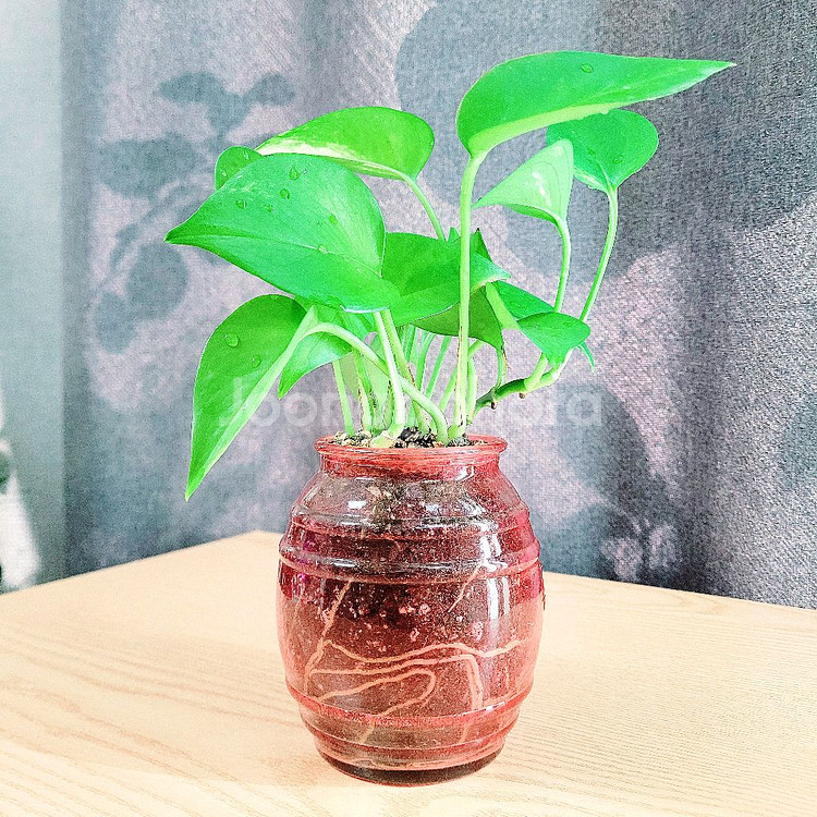 스킨답서스 : 핑크유리화분 / 공기정화식물 / 반려식물--7