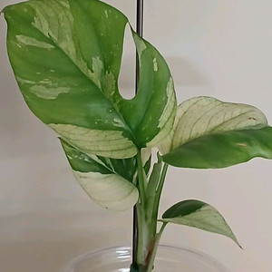 화이트 민트 히메 몬스테라