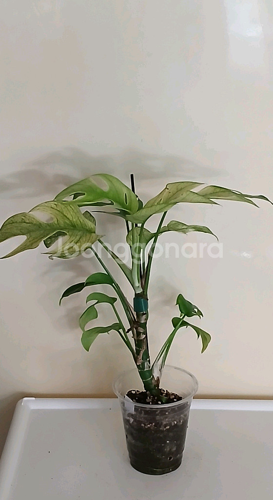 (토요일까지)히메 몬스테라--0