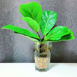 떡갈고무나무 수경 / 공기정화식물 / 반려식물