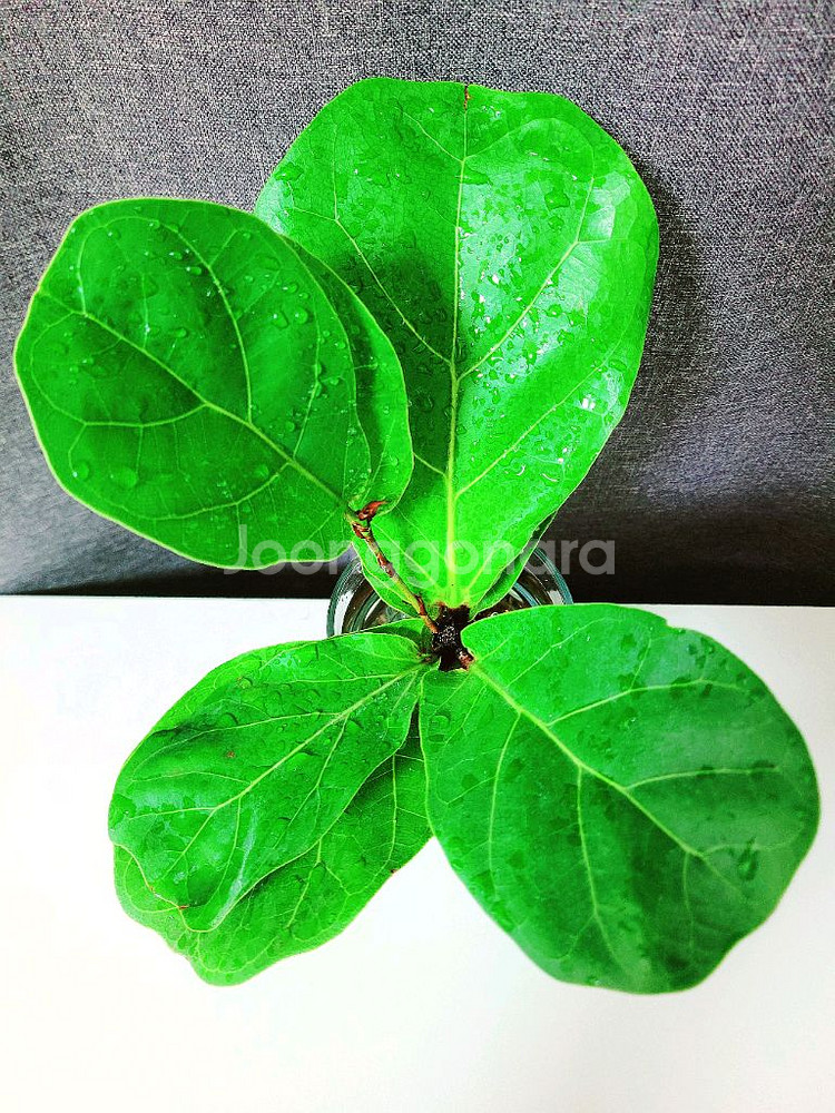 떡갈고무나무 수경 / 공기정화식물 / 반려식물--2