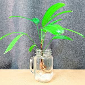 관음죽 수경 / 행운식물 / 공기정화식물 / 화장실식물